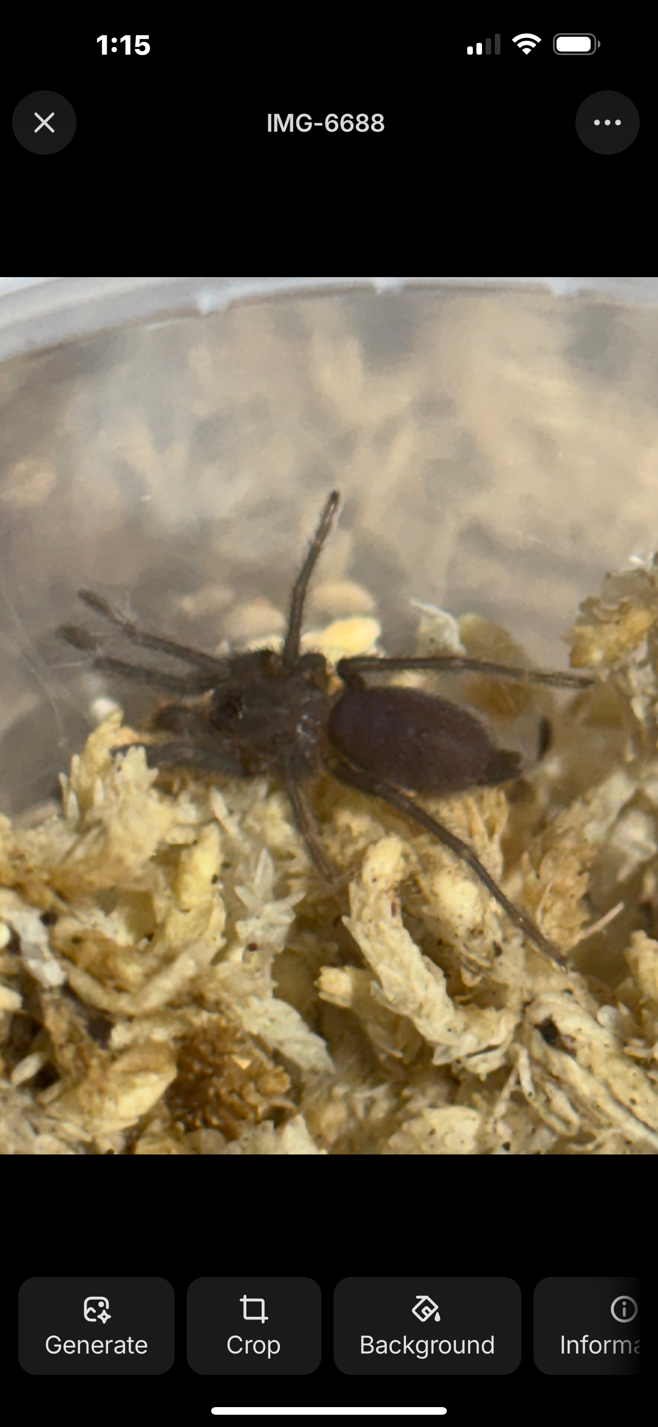 Phlogius rubiseta 2nd instar sling.