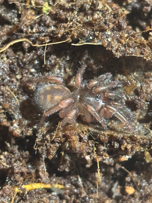 Euoplos sp Amamoor, Advanced Sling
