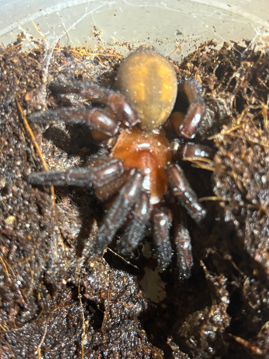 Big Euoplos regalis female.