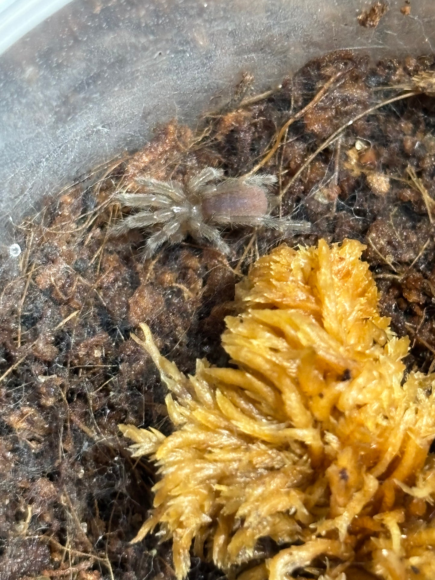 Selenotypus Wallace, Sling