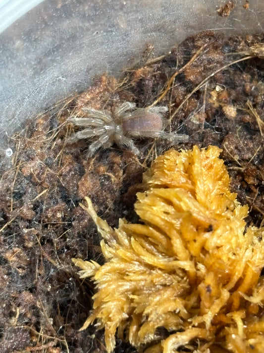 Selenotypus Wallace, Sling