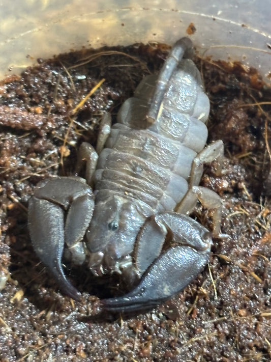 Rainforest Scorpion (Hormorus Sp, Carmela Locale) Juvenile