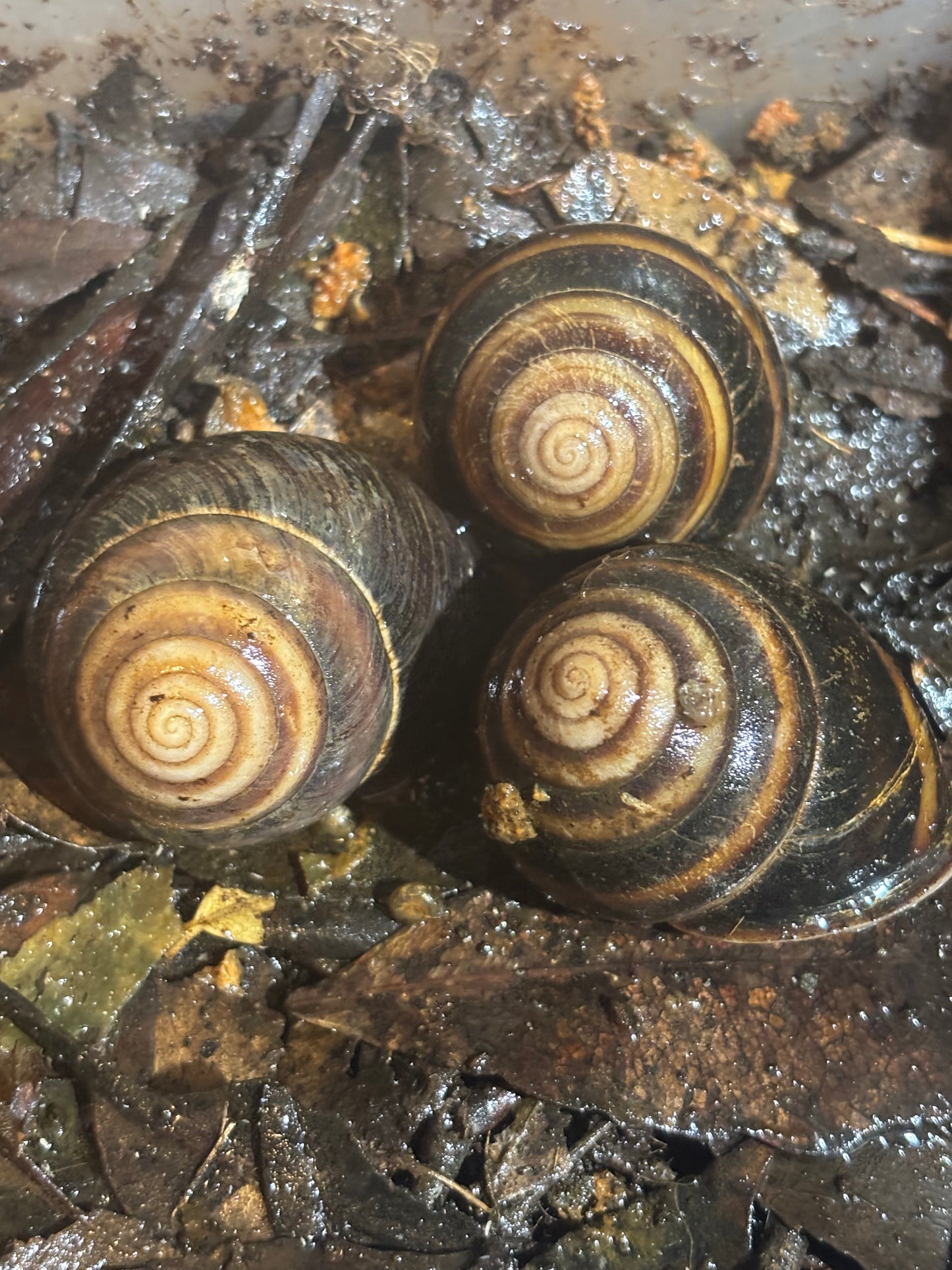 Banded snails from Mackay area.