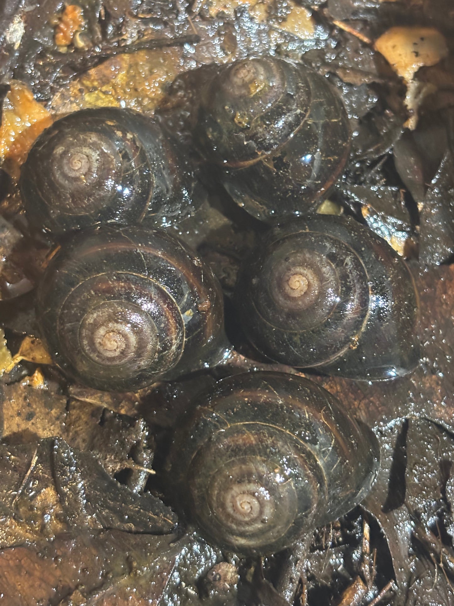 Banded snails from Mackay juveniles.