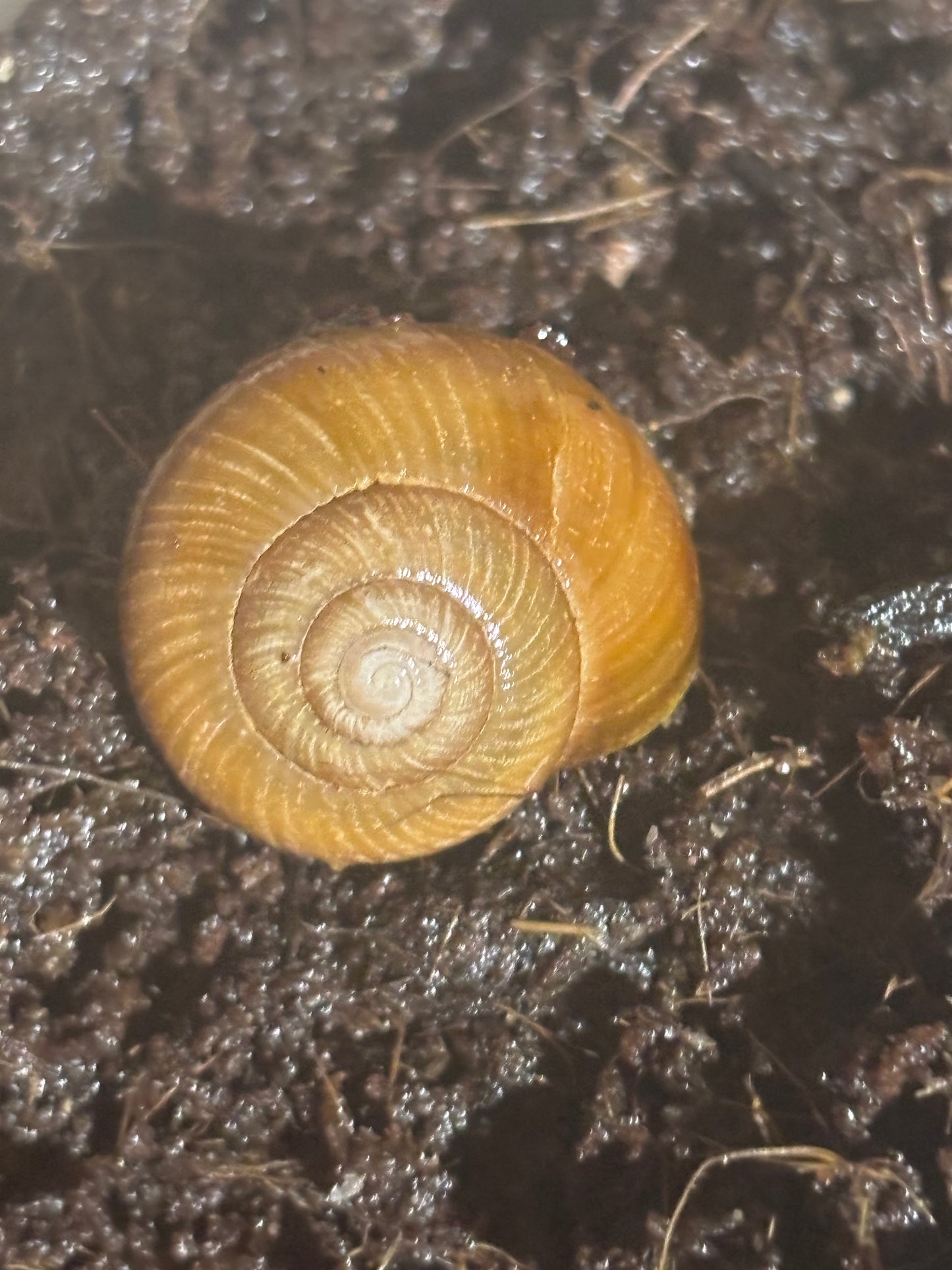 Mellon Snails (Xanthomelon sp) Small Juvenile