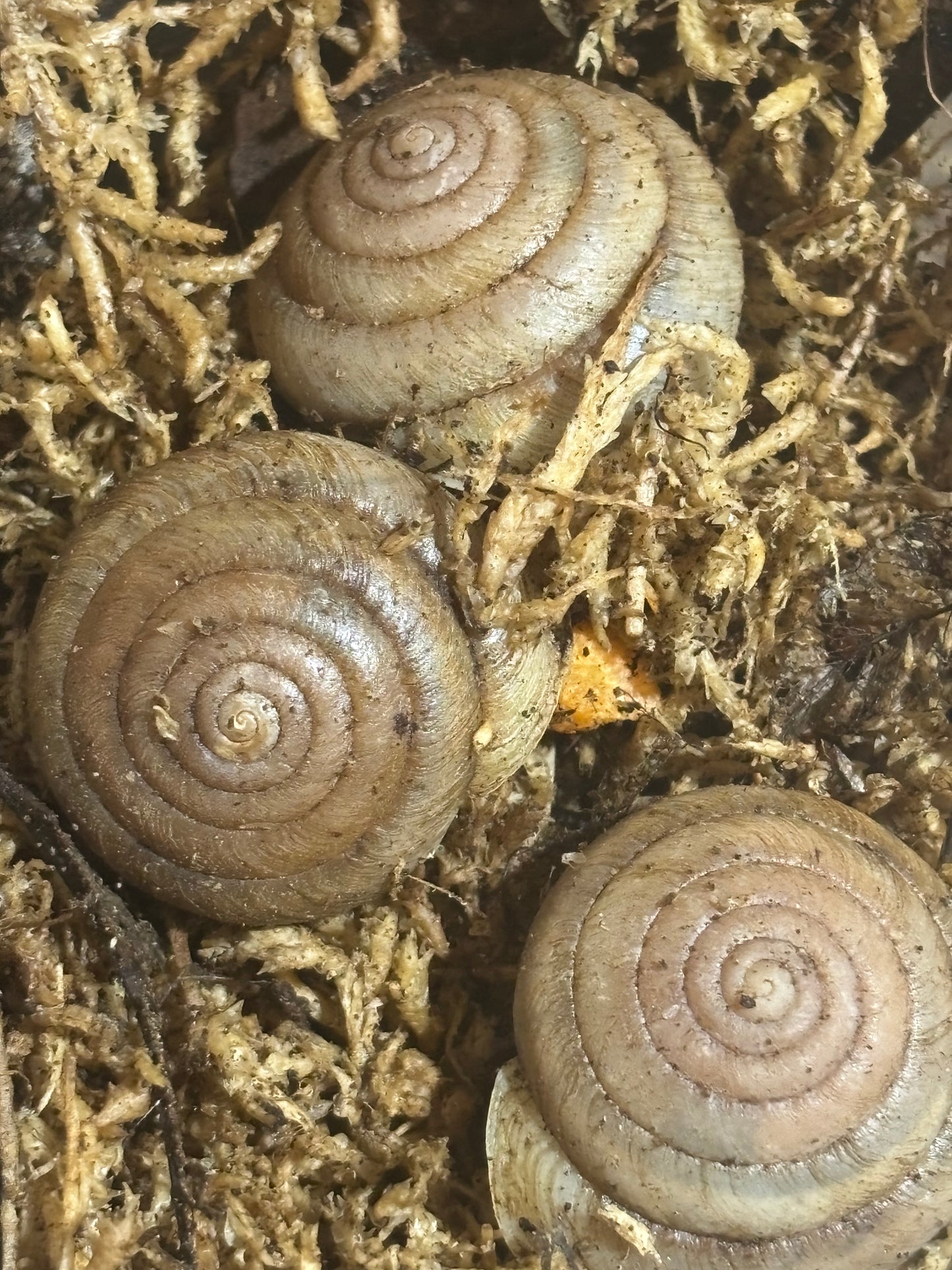 Spurlingia Tinarooensis Iredale