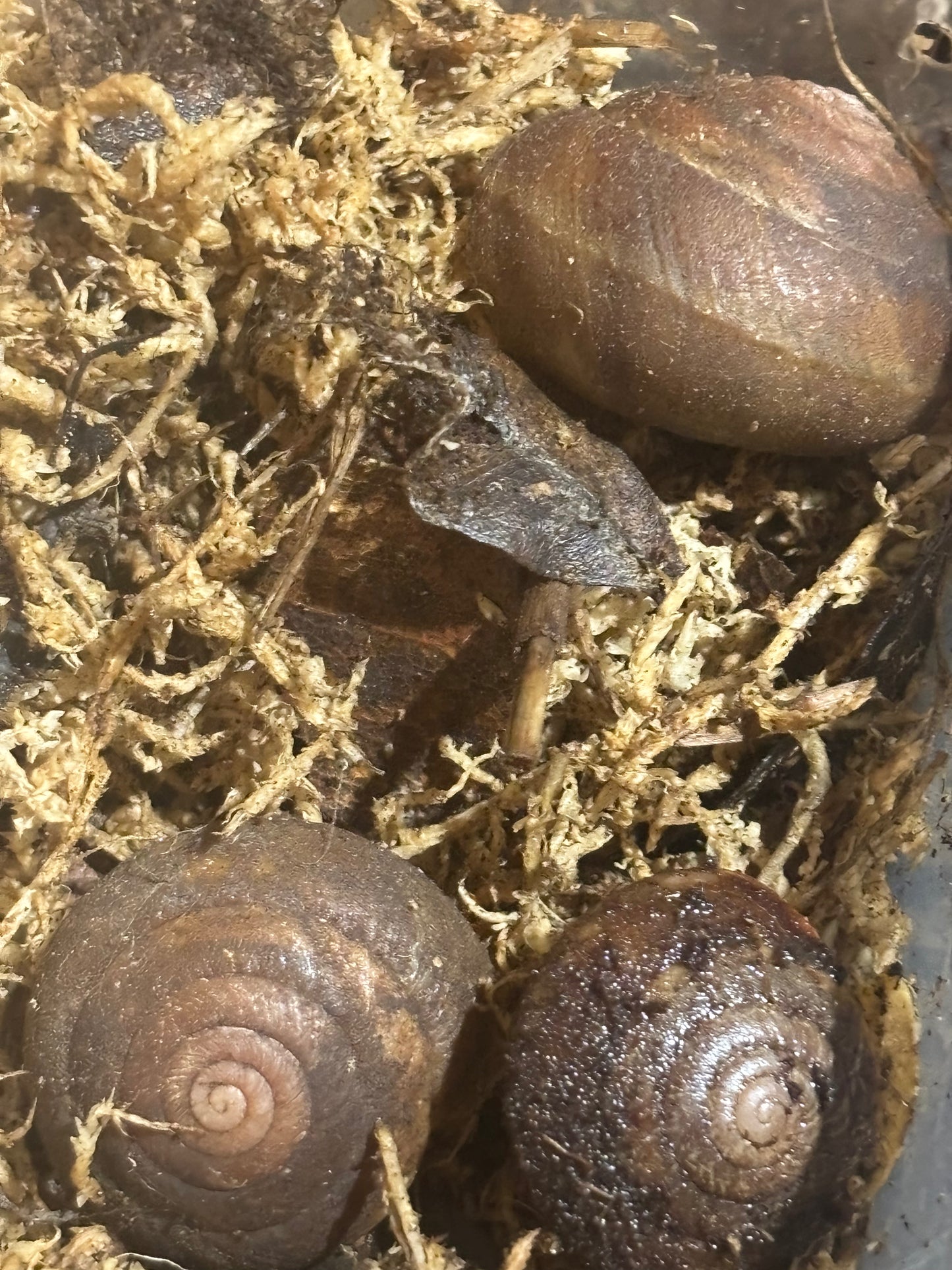 Spurlingia Tinarooensis Iredale