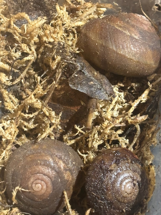 Spurlingia Tinarooensis Iredale