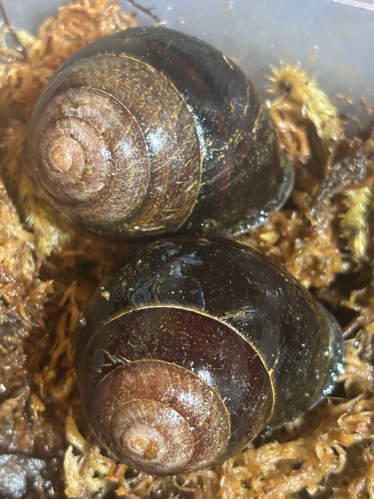 Sphaerospira Mortenseni