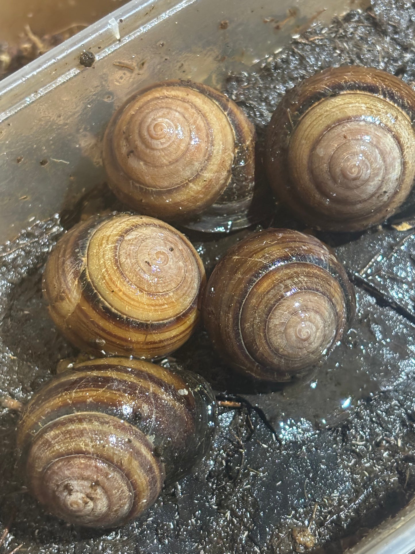 Banded snails benakin area.