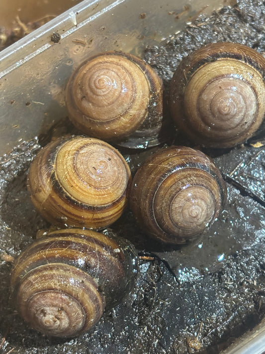 Banded snails benakin area.