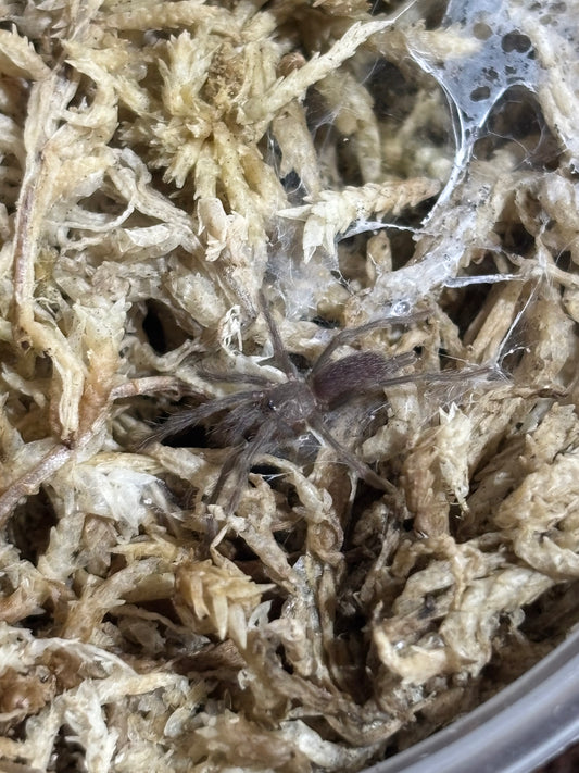 Phlogius hirsutus 2nd instar sling.