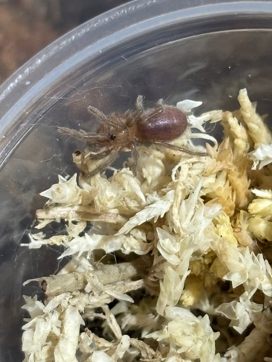 Selenotypus champagne robustus small 2nd instar sling.