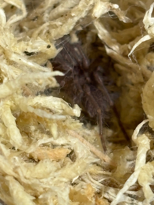 Phlogius sp quinaken 2nd instar sling.