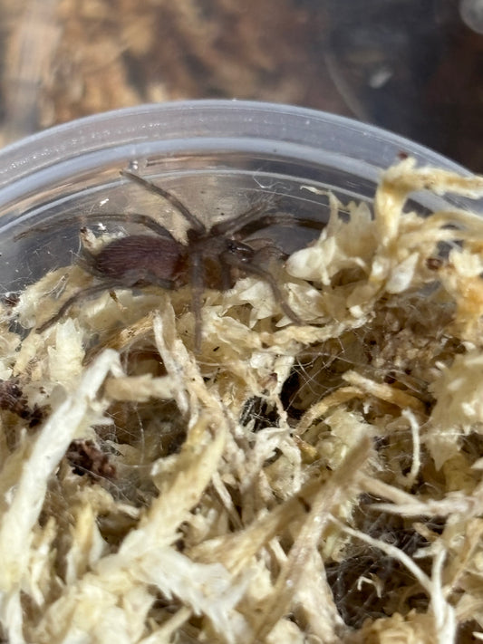 Phlogius sarina small 2nd instar sling.