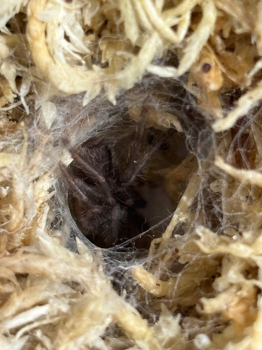 Phlogius red head 2nd instar sling.