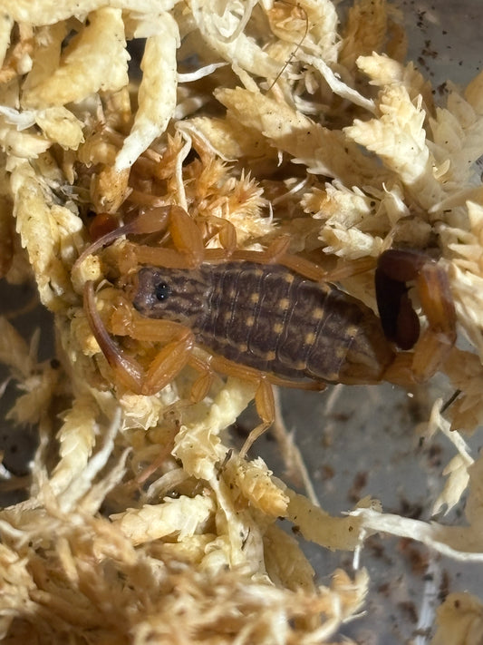 Reddyanus sp .