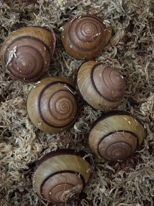 Hadra bipartita snail.