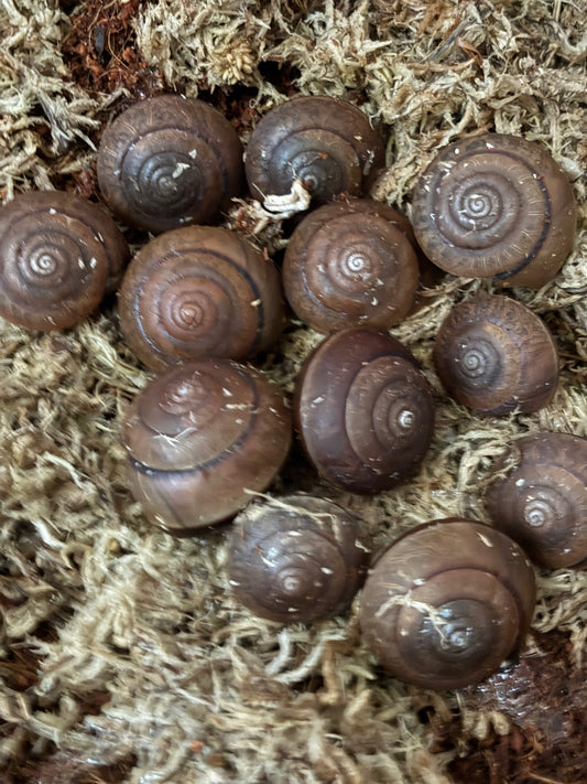 Hadra bipartita juvenile.