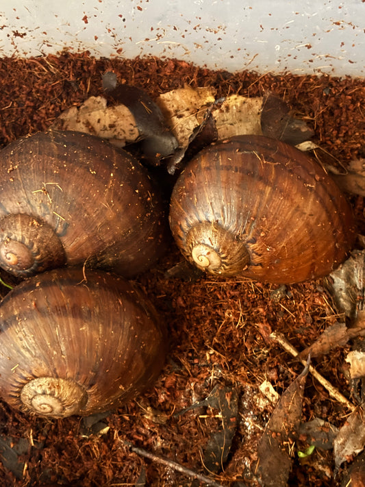 Large panda snail.