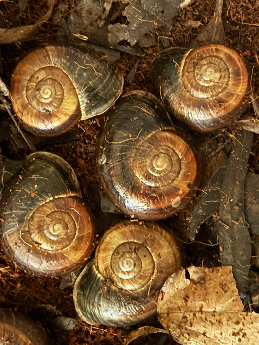 Hay’s flat coiled snail .