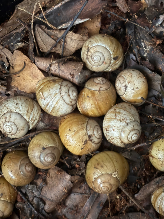 Melon snails southern QLD