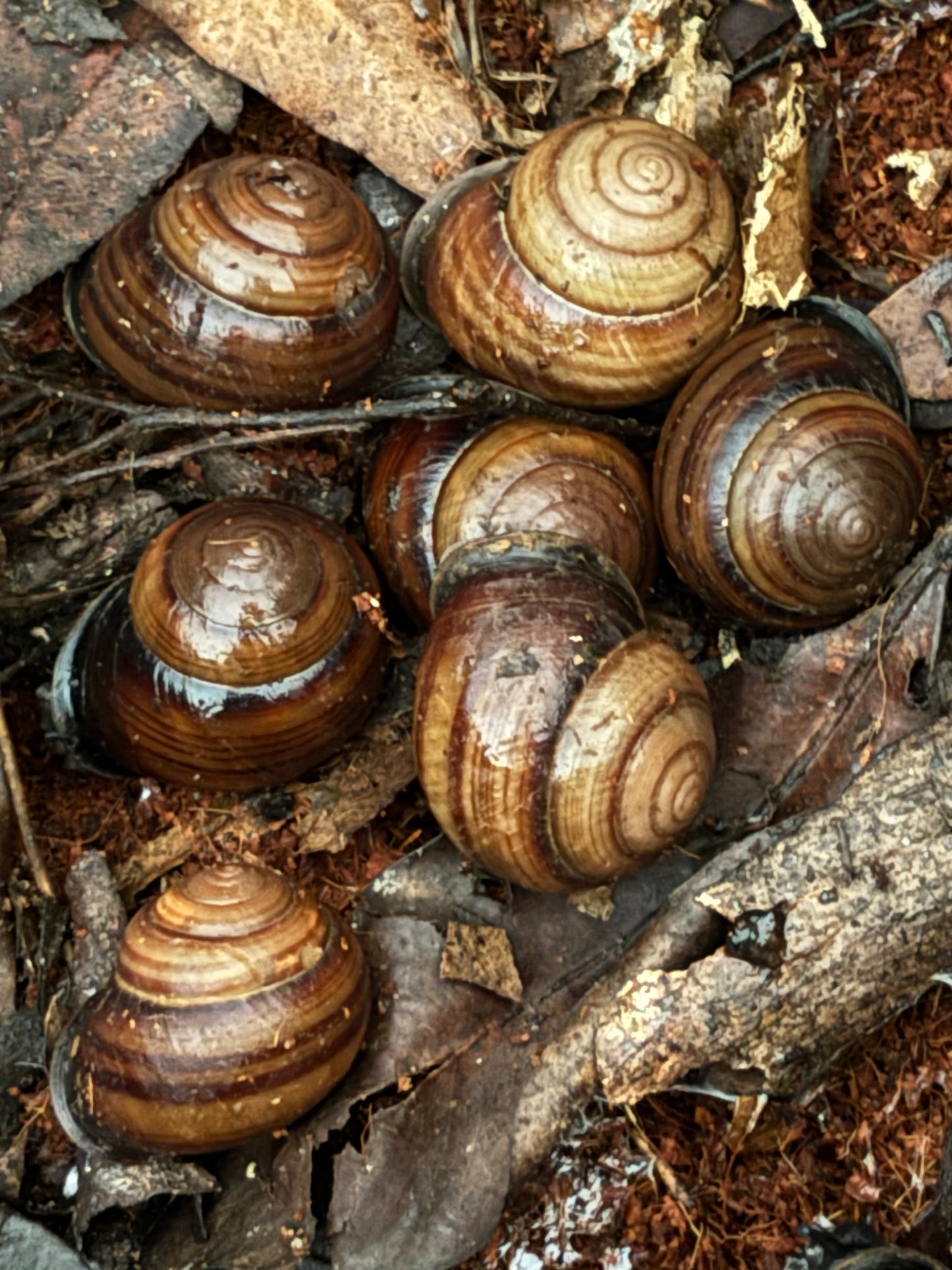 Banded snails benakin area.