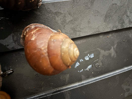 Giant Mid-Eastern snail ( Sphearospira informis ) blond form large.