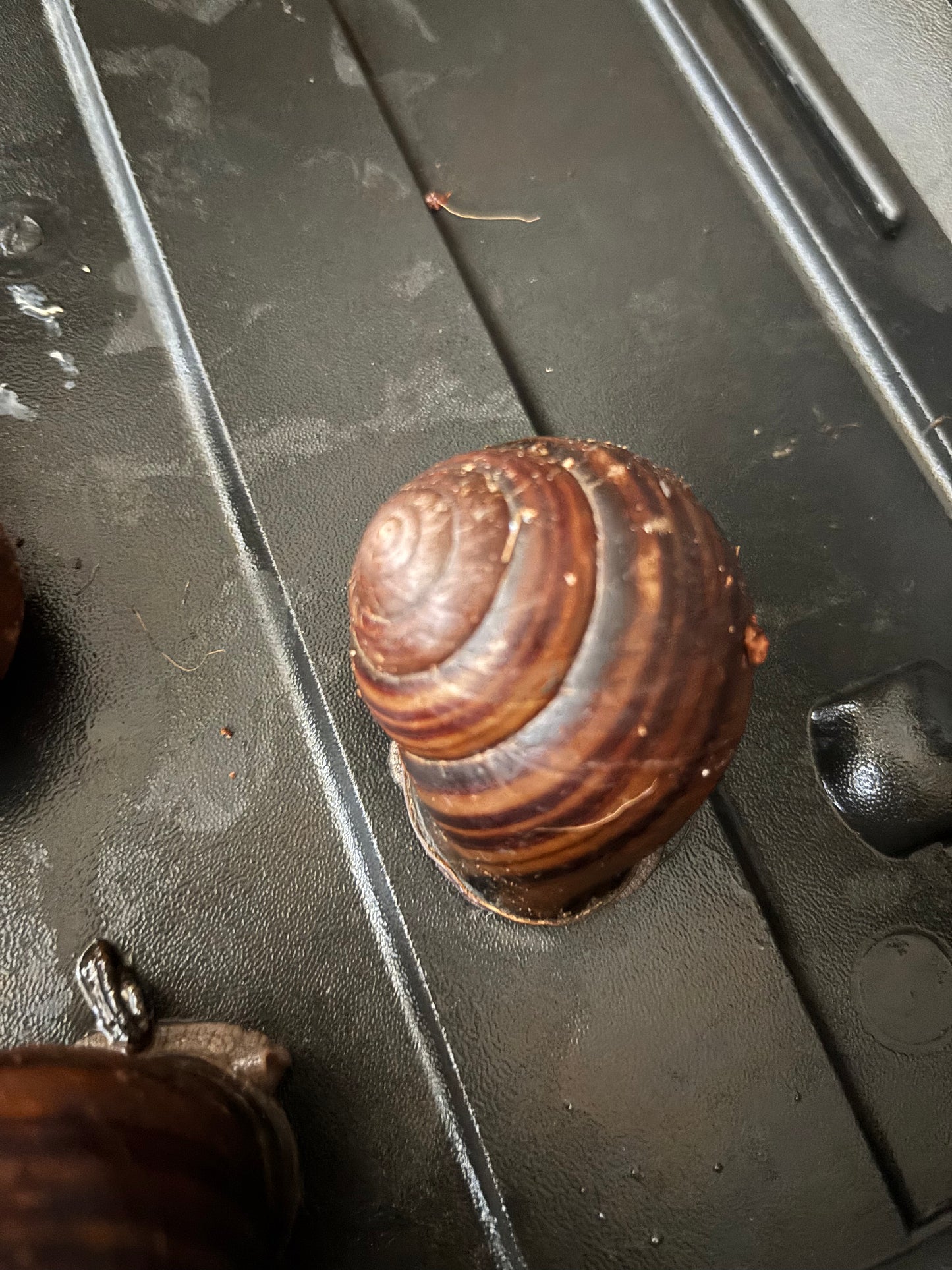 Giant Mid-Eastern snail ( Sphaerospira ) large.