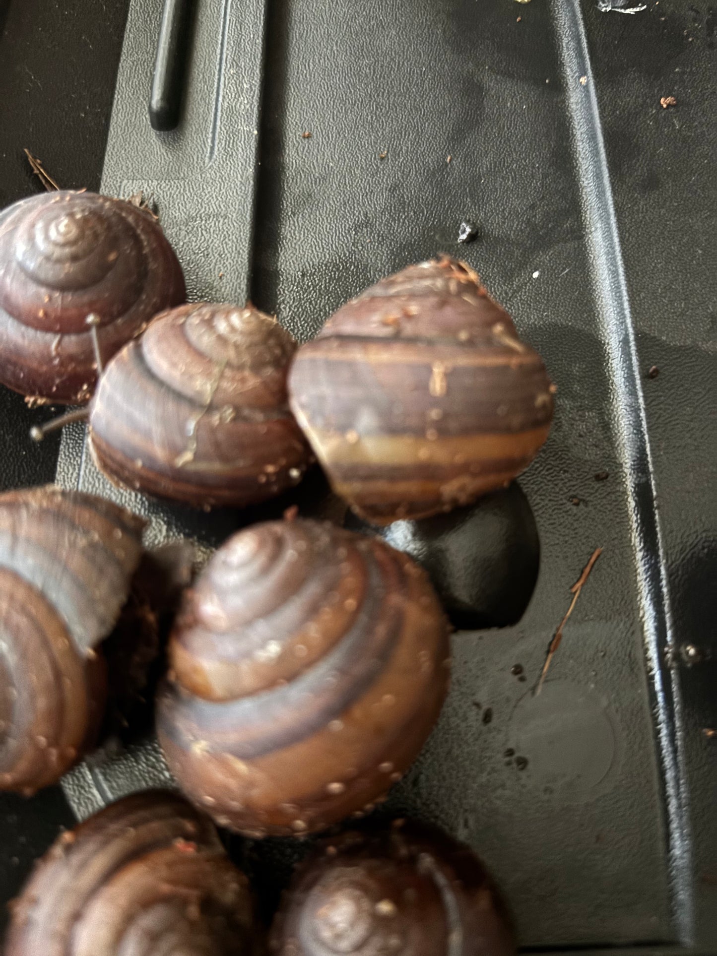 Giant Mid-Eastern snail ( Sphaerospira informis ) small.