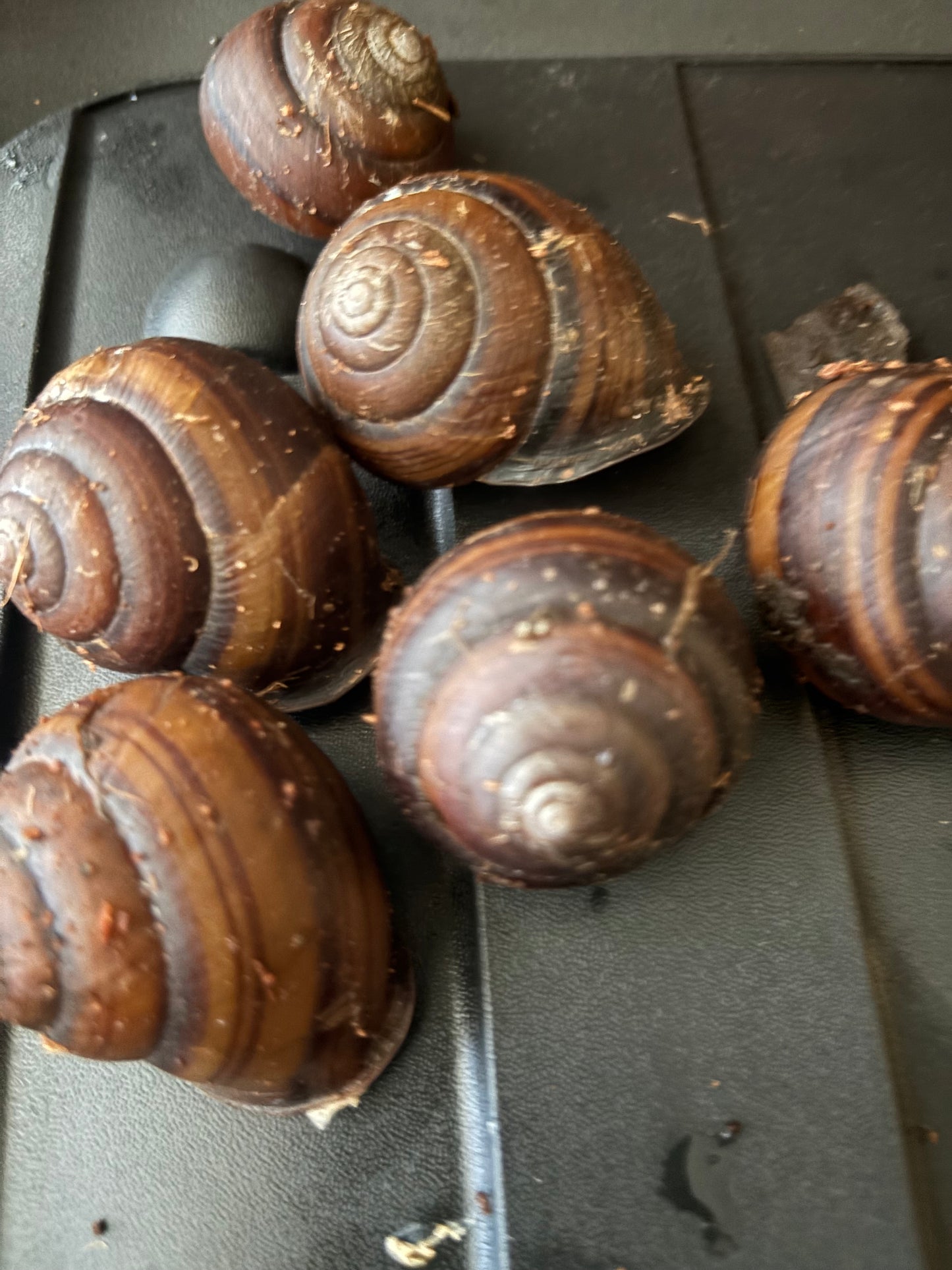 Giant Mid-Eastern snail ( Sphaerospira ) medium.