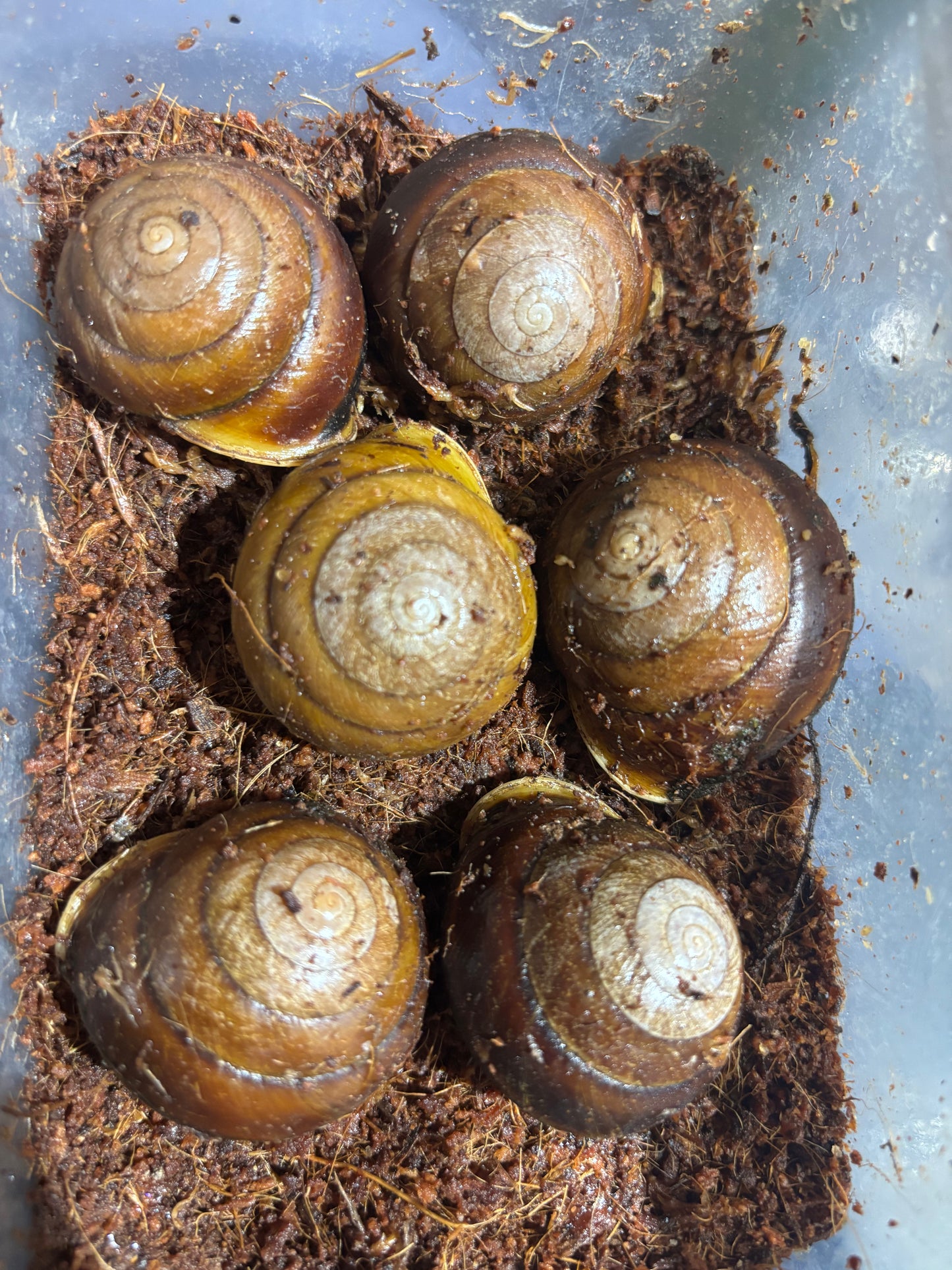 Hadra sp from carmila QLD.