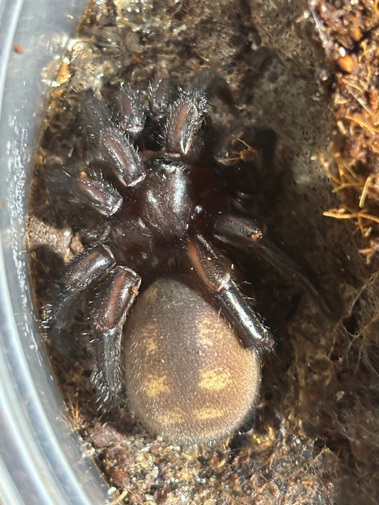 Female Euoplos spring brook.