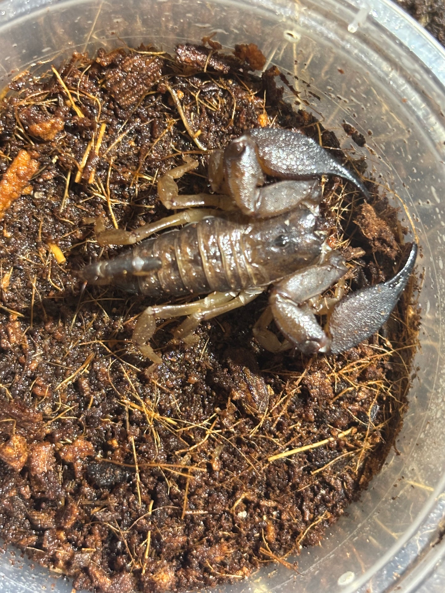 Rainforest scorpion juvenile cairns area.