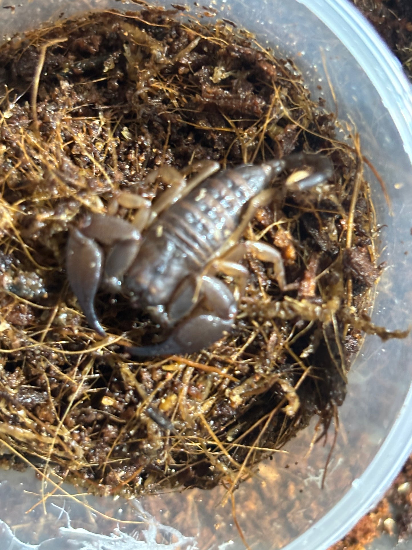 Rainforest scorpion small juvenile cairns area.