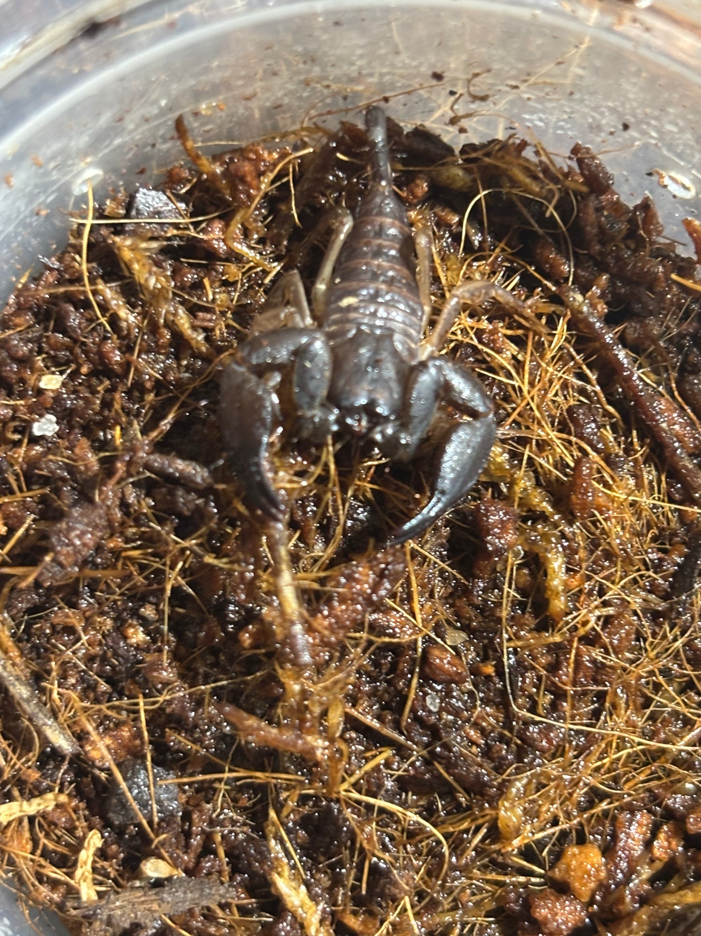 Rainforest scorpling cairns area.