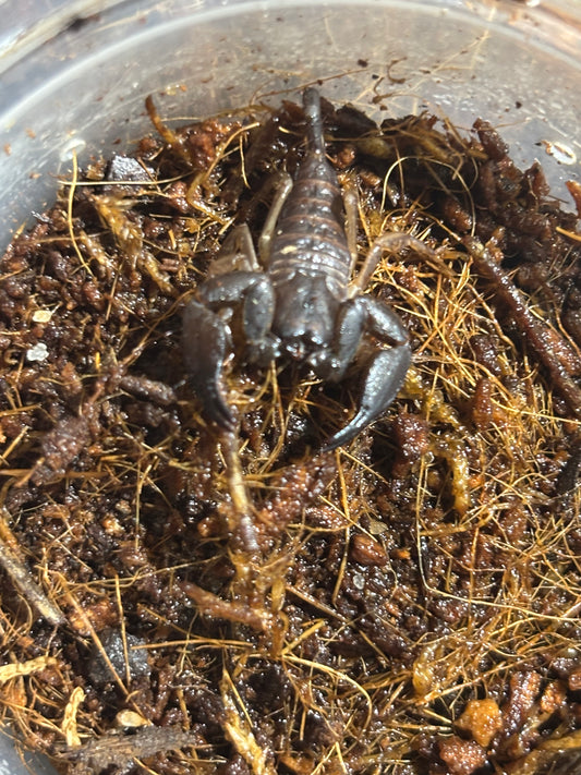 Rainforest scorpling cairns area.