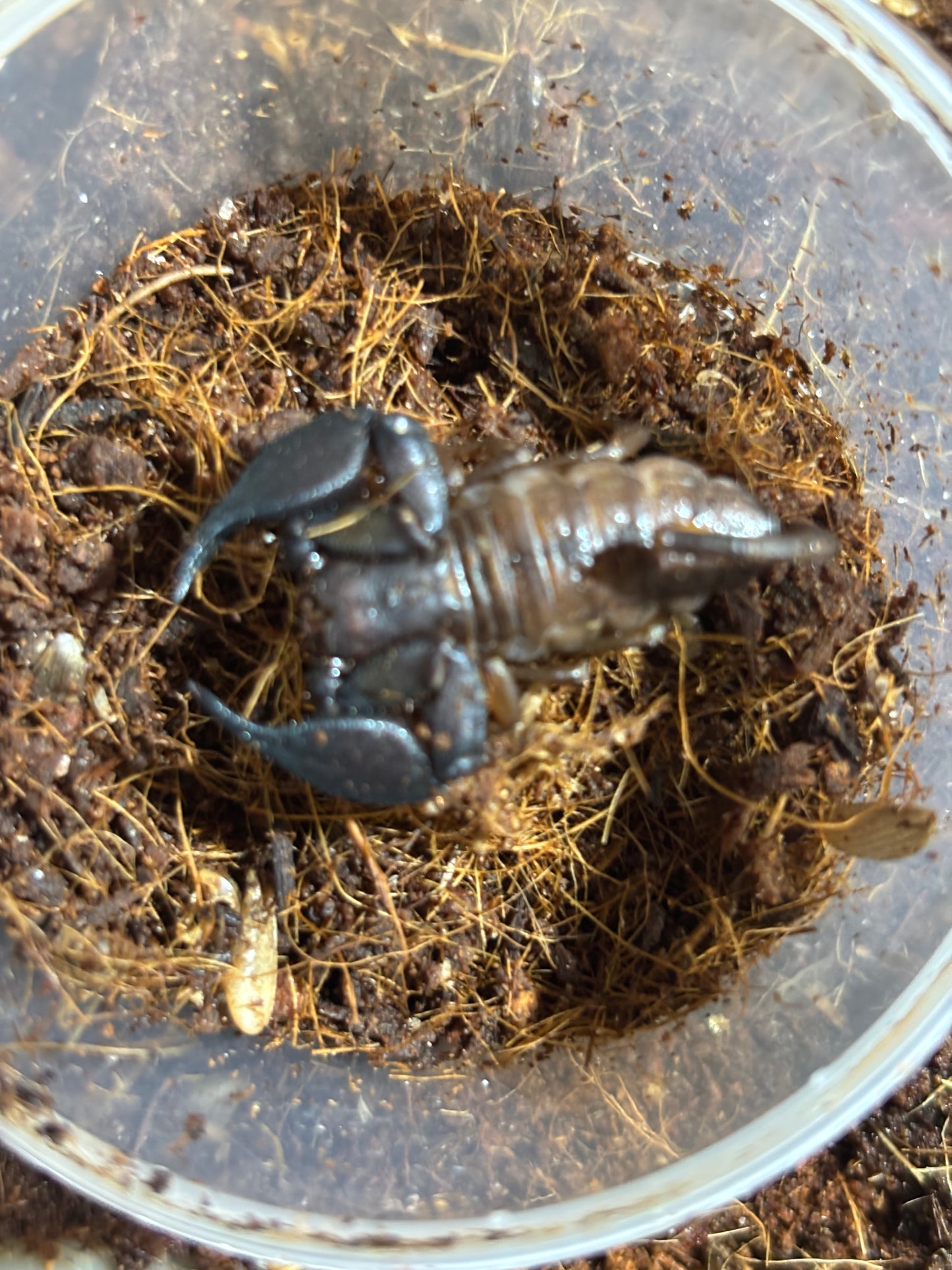 Rainforest scorpion female cairns area.