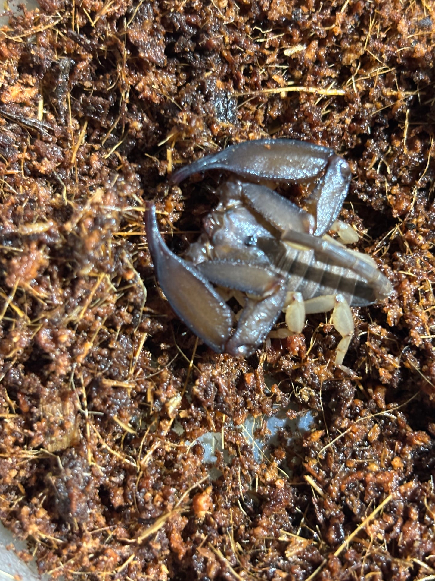 Male rainforest scorpion carmila area.