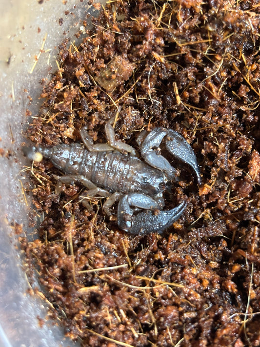 Juvenile rainforest scorpion carmila area.