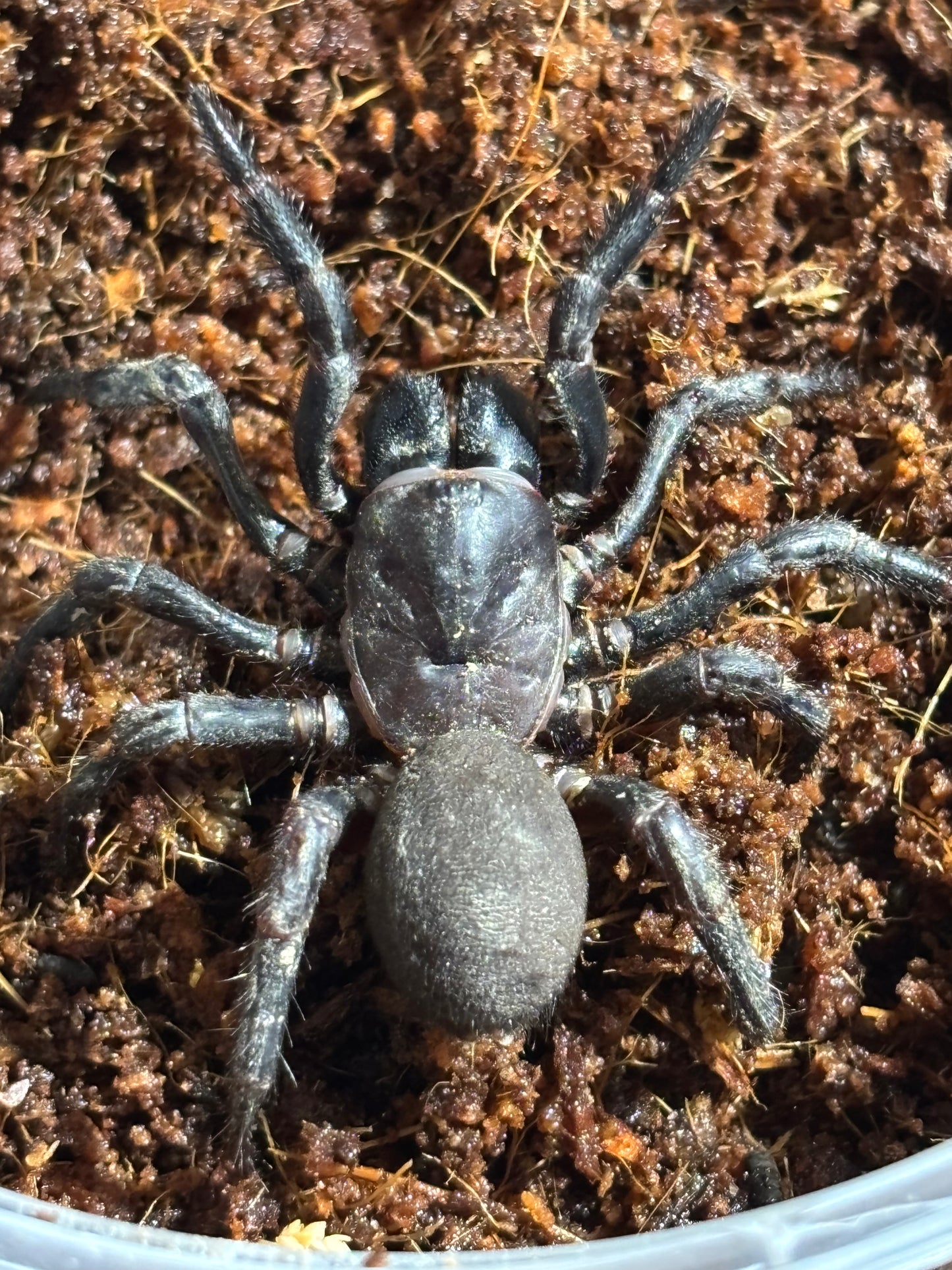 Cataxia pulleinei female.