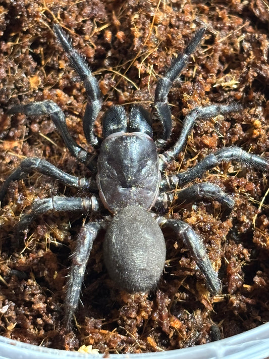 Cataxia pulleinei female.