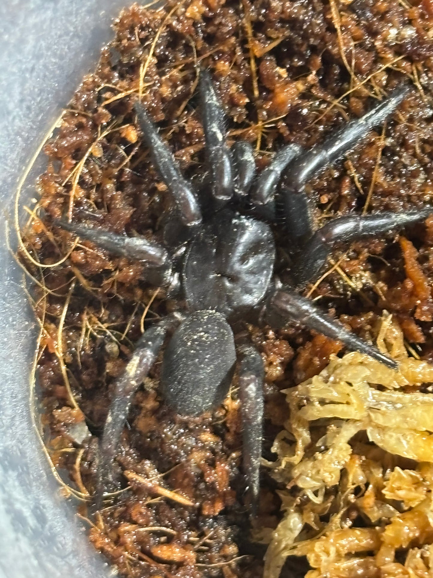 Juvenile cataxia sp kroombit.