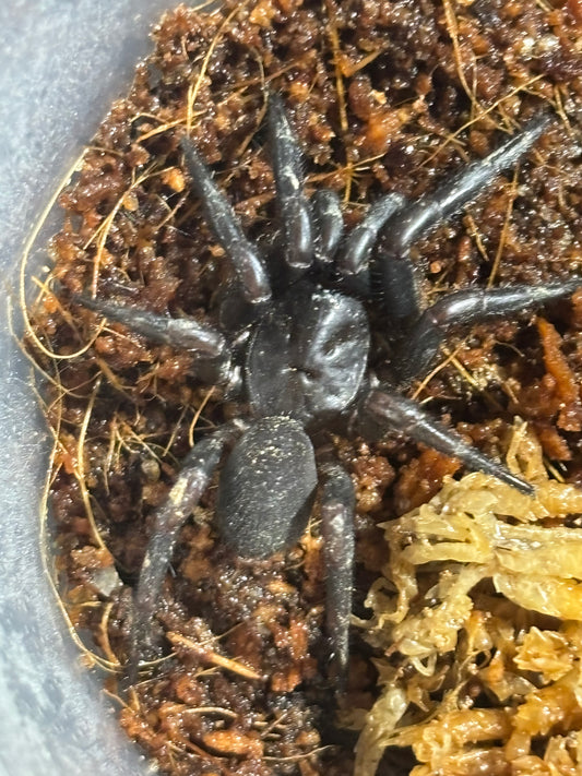 Juvenile cataxia sp kroombit.