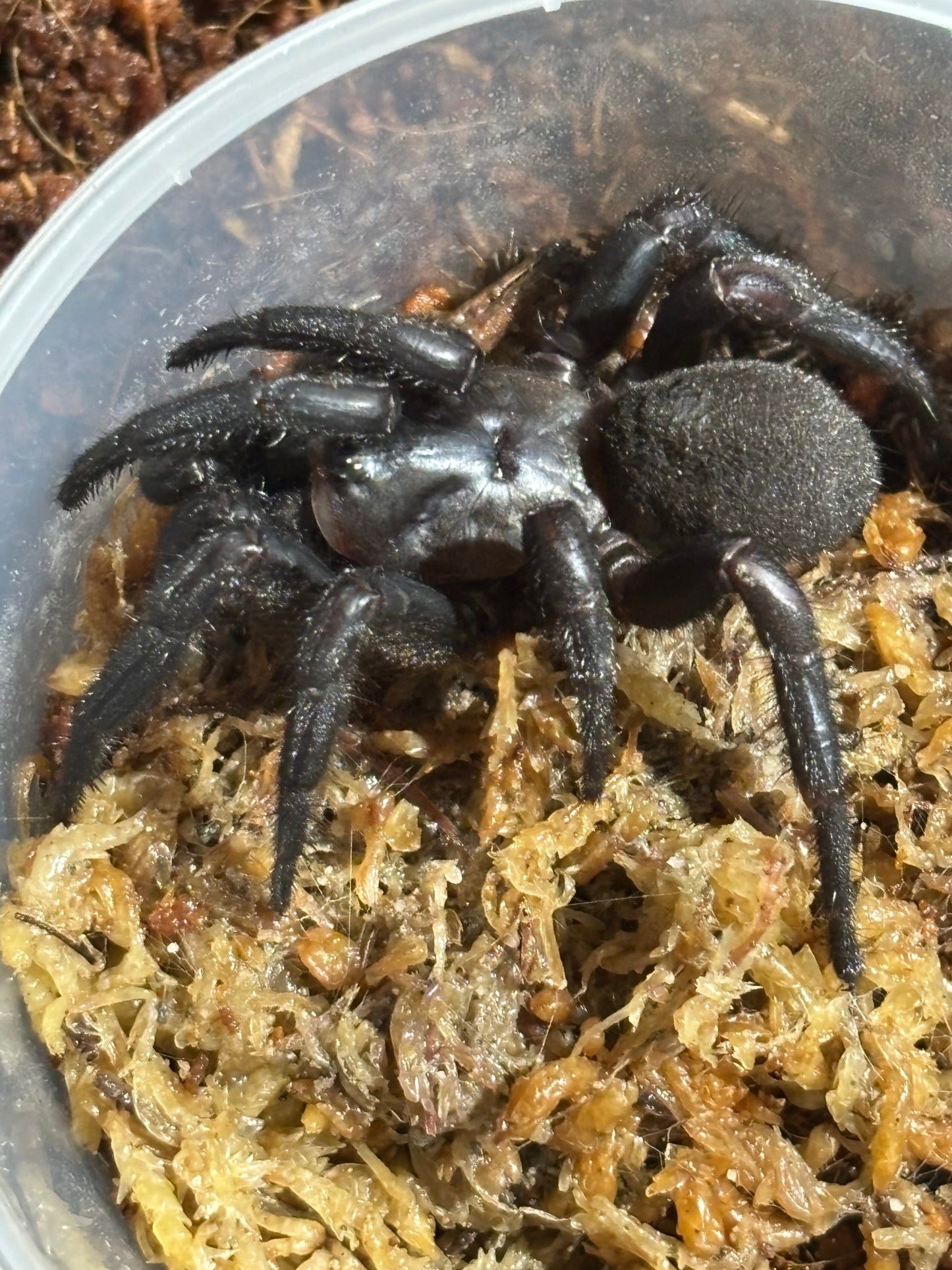 Cataxia sp kroombit.