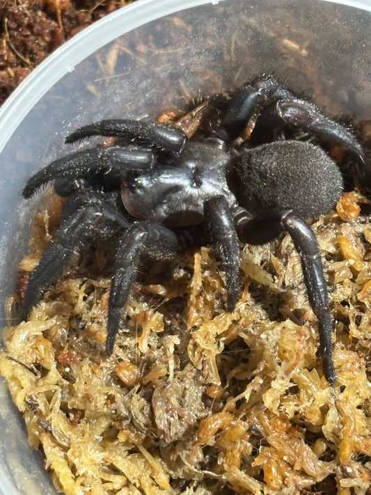 Cataxia sp kroombit.