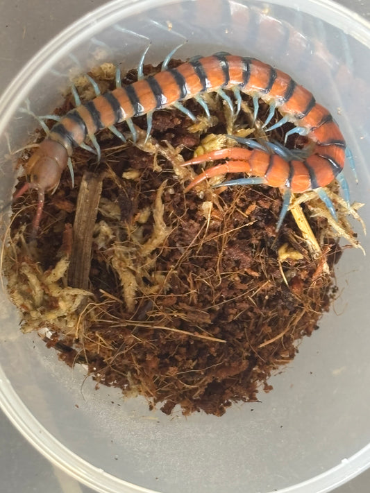 Scolopendra morsitans.