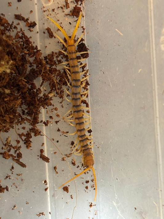 Ethmostigmus rubripes Watsonville about 70mm