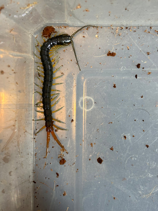 Ethmostigmus rubripes Mt molloy area about 60mm.