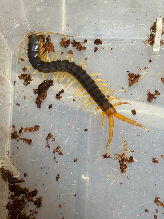 Ethmostigmus rubripes cardstone area about 60mm.